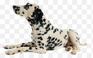 Download Dalmatian Dog Png Transparent - Dog Sit Transparent Background,Dalmatian Png