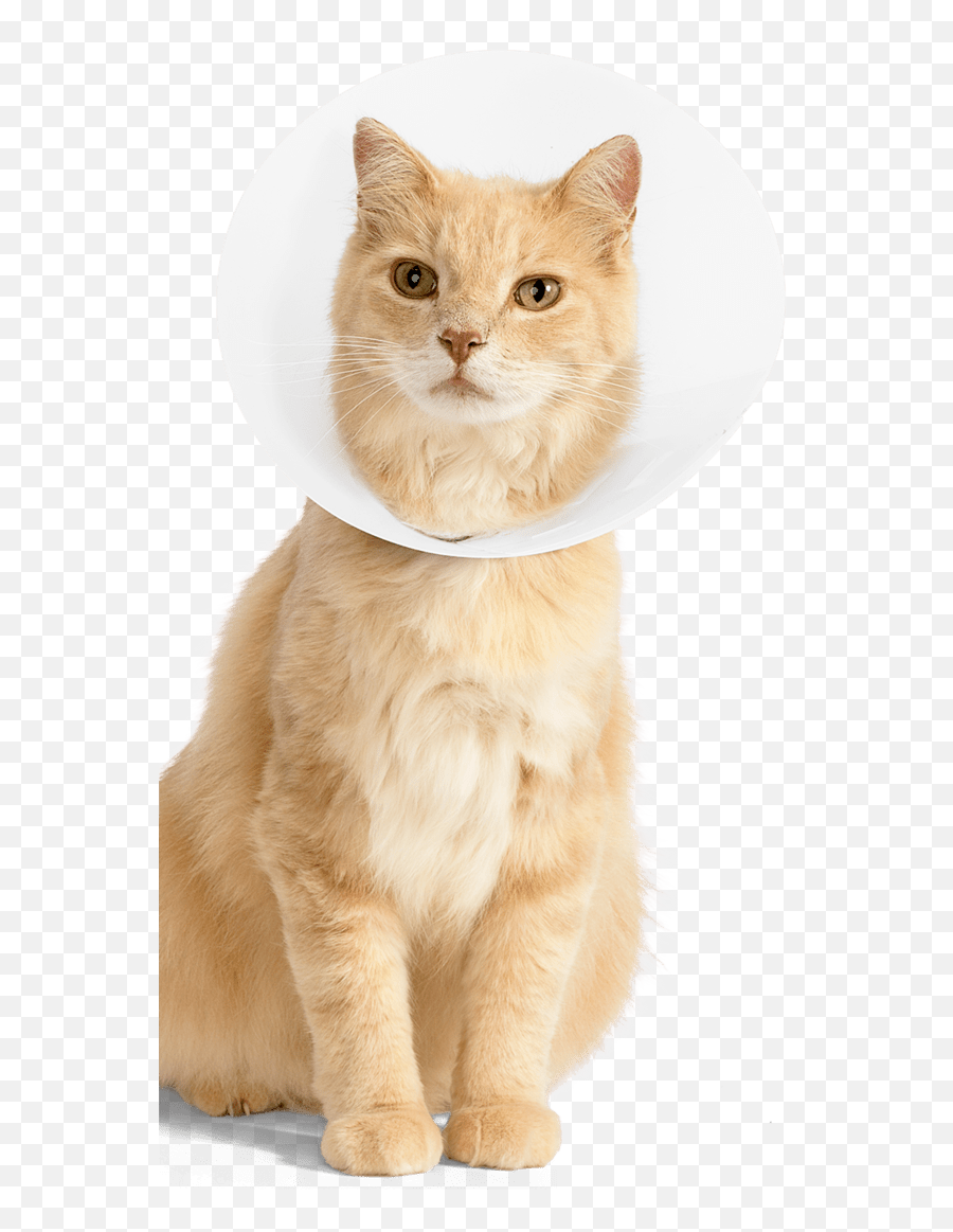 Onsior For Treating Postoperative Cat Pain - Cat In Cone Transparent Png,Transparent Cat