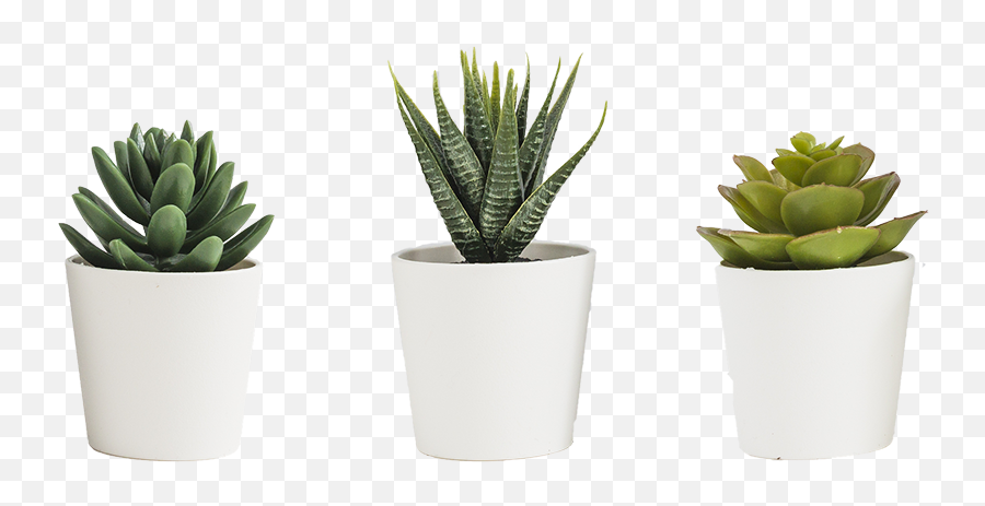 3d Cacti Pots Wall Mural Stickers - Tenstickers Cactus In A Pot Png,Cacti Png