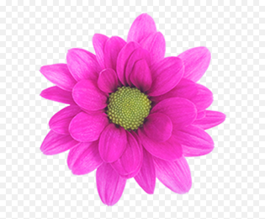 Download Daisy Purple Memphis - Daisy Chrysanthemum Png,Daisy Png