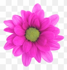 Download Daisy Purple Memphis - Daisy Chrysanthemum Png,Daisy Png