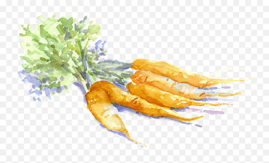 Watercolor Carrot - Png Carrot Watercolor Transparent,Carrot Transparent Background