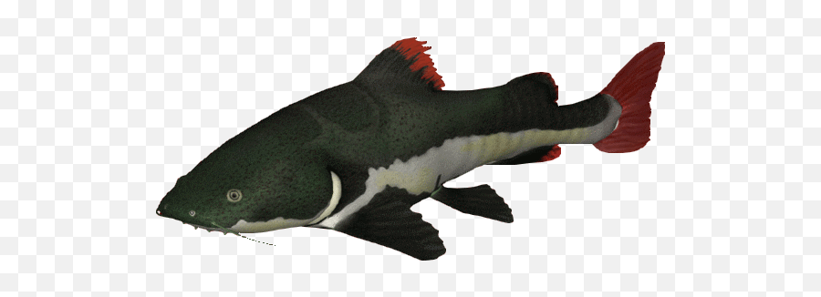 Catfish Transparent Png Image - Redtail Catfish Png,Catfish Png