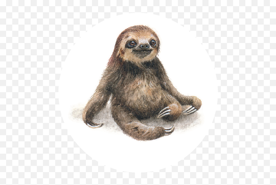 Download Off Of The Back Her Hugely Successful Previous Png Sloth Transparent Background