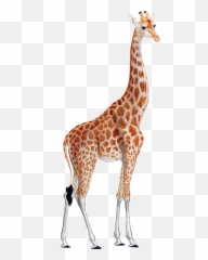 Giraffe In Png - Barcelona,Giraffe Transparent Background