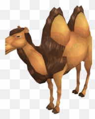 Cart Camel Runescape Wiki Fandom - Dromedary Png,Camel Png