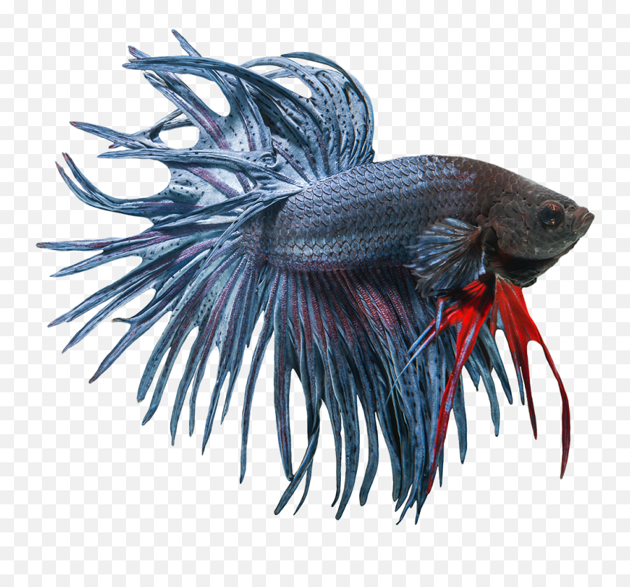 Download Betta Fish Clipart Freeuse - Crowntail Betta Png,Betta Fish Png