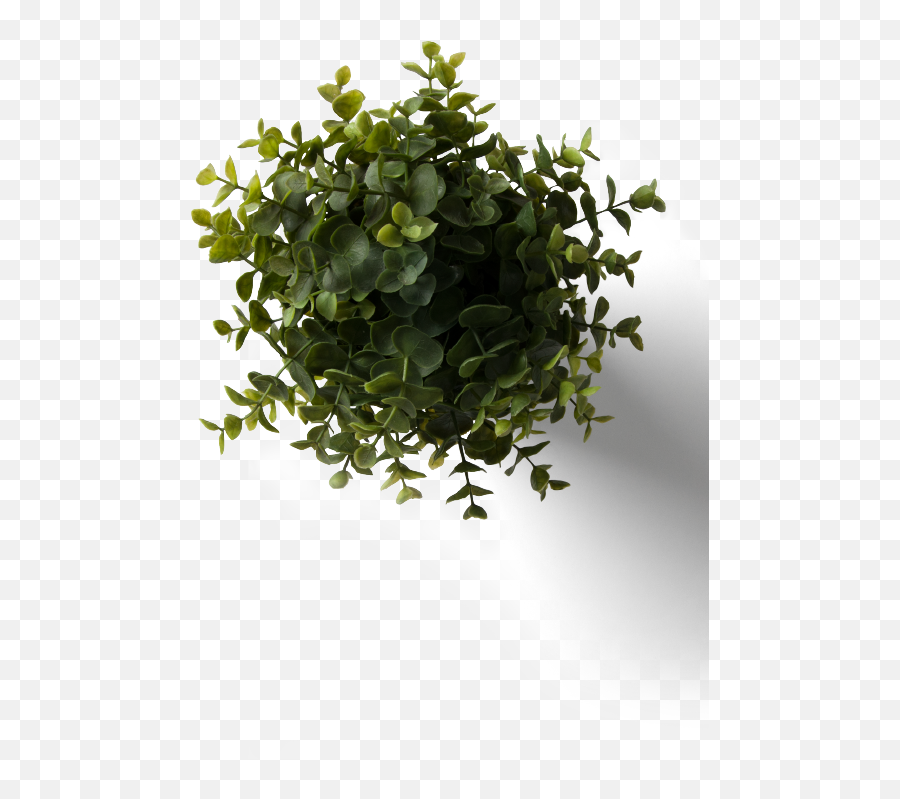Download Flower Plant Top View Png With - Plant Top View Png,Plant Top View Png