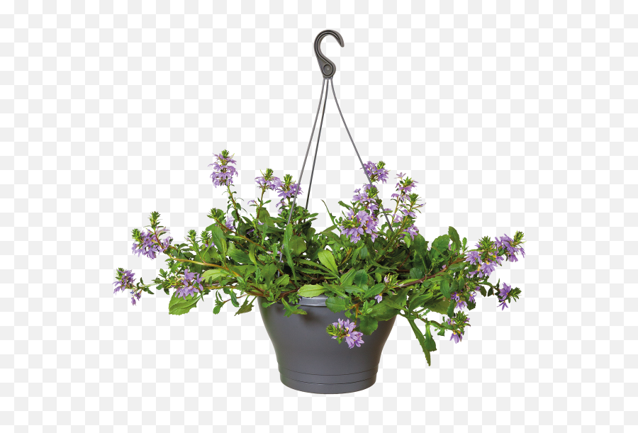 Pot Plant Png - Hanging Potted Plant Png,Hanging Plants Png