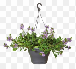 Pot Plant Png - Hanging Potted Plant Png,Hanging Plants Png