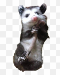 Possum Babypossum Opossum - Cute Possum Png,Possum Transparent