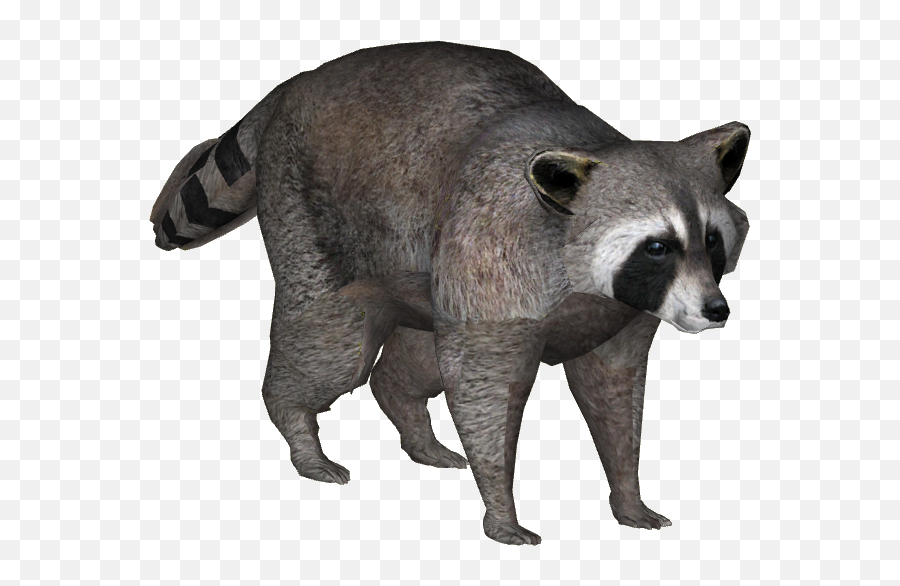 Raccoon Hd Png Transparent Hdpng Images Pluspng - Raccoons,Raccoon Transparent