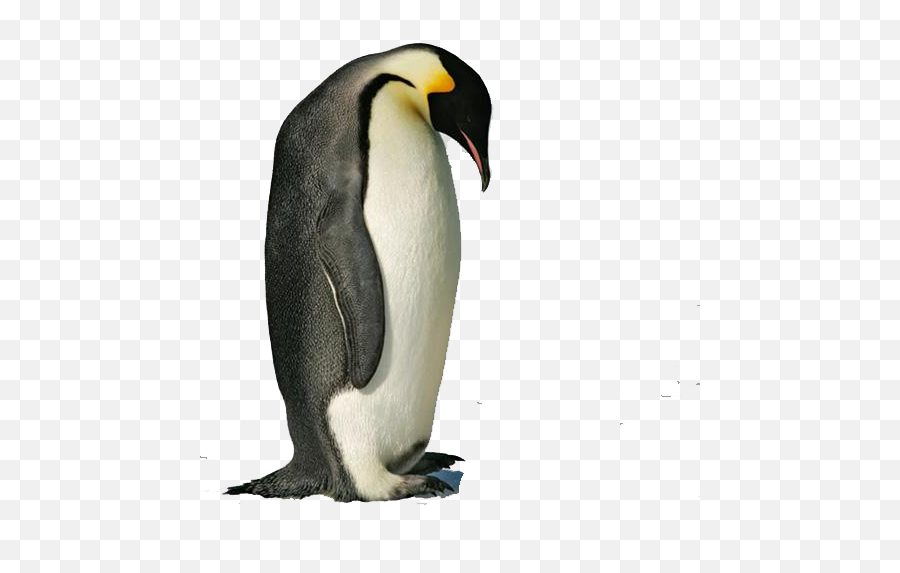 Penguin Transparent Images - Emperor Penguin Transparent Background Png,Penguin Transparent