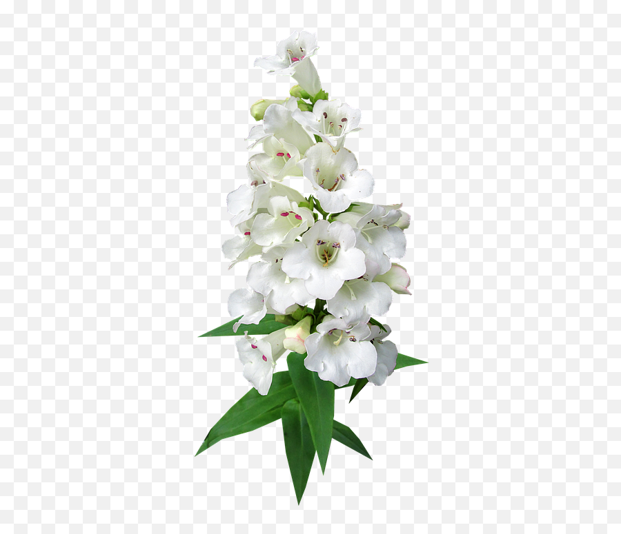 Lily Png Images - Free Png Library Artificial Flower,White Flower Transparent