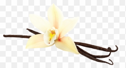 Gu Energy - Vanilla Png,Vanilla Bean Png