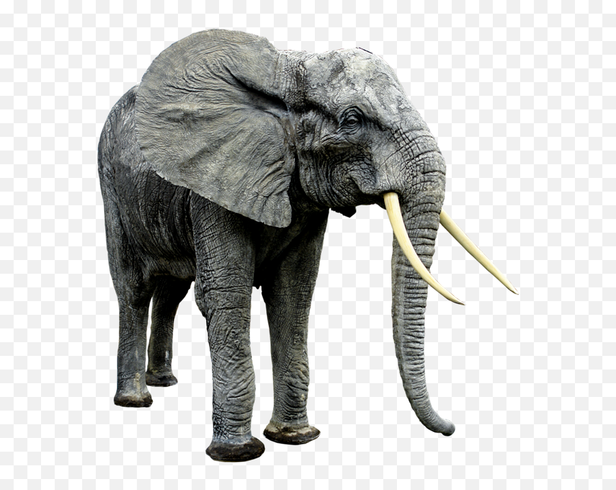 Cute Wild Animal Png Transparent Wi 915208 - Png Creative Writing About Elephant,Cute Animals Png