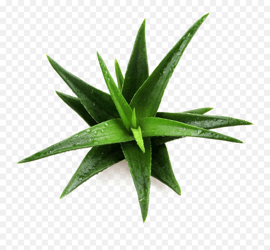 Aloe Vera Png - Aloe Vera Png Free,Aloe Vera Png