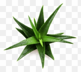 Aloe Vera Png - Aloe Vera Png Free,Aloe Vera Png
