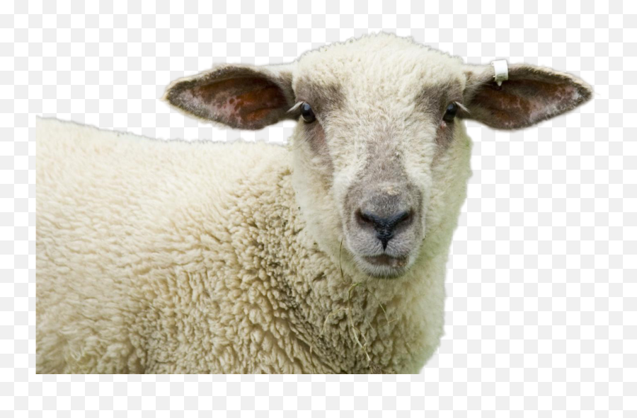 Download Sheep Png Image - Transparent Png Eid,Sheep Transparent