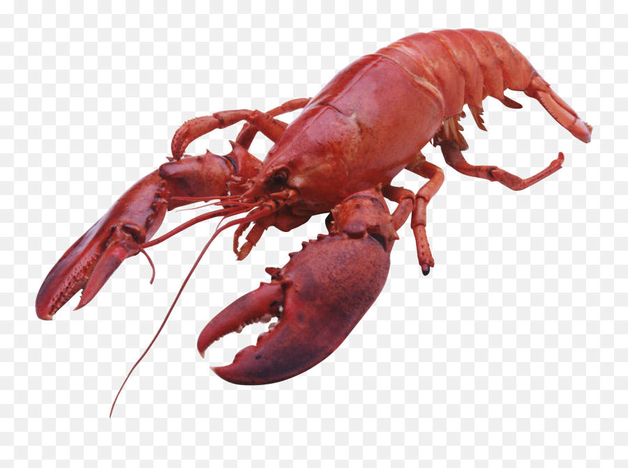 Lobster Png Maine Bake - Lobster Png,Crawfish Png