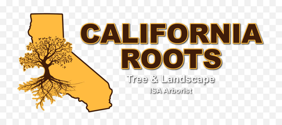 Landscaping Contractor In Modesto Ca - California Roots Tree Vertical Png,Tree With Roots Png