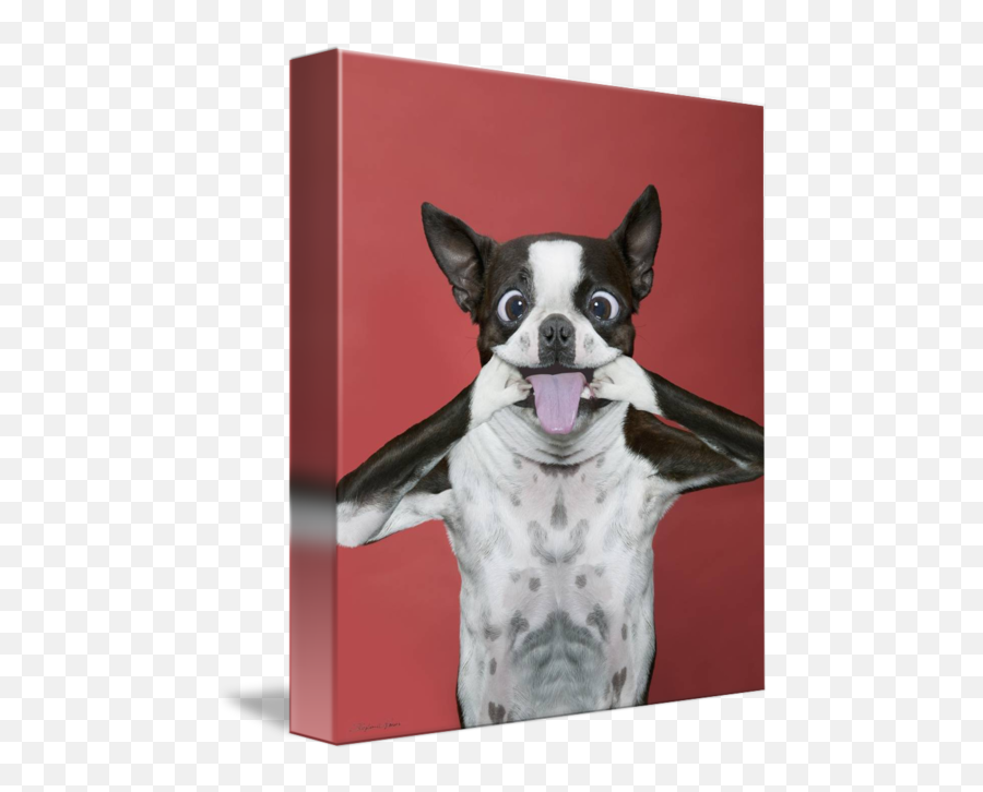 Terrier Dog Making A Funny Face Sticking Tongue By Stephanie Roeser - Stick Out Tongue Dogs Funny Png,Funny Face Transparent