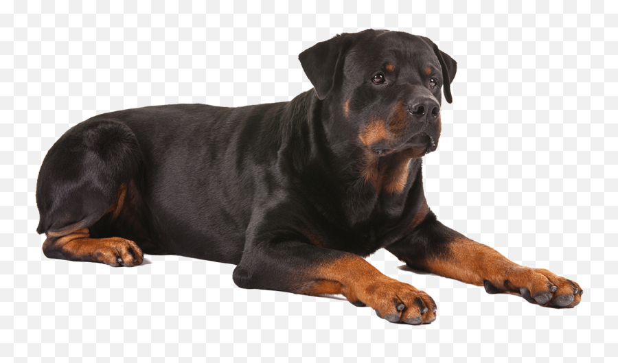 One Large Pet Cooling Gel Mat - Rottweiler Dog Puppy Png,Dog Sitting Png