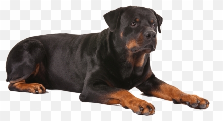 One Large Pet Cooling Gel Mat - Rottweiler Dog Puppy Png,Dog Sitting Png