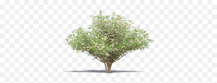 Himalayan Lilac Plants Free Bim Object For 3ds Max - Tree Png,Desert Plant Png