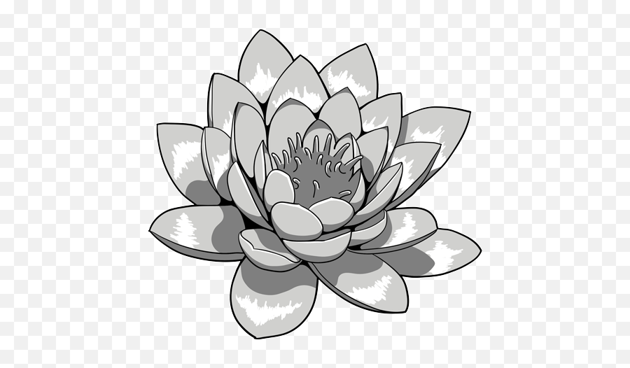 Lotus Flower Black And White Png Transparent - Japanese Lotus Png,White Flash Png