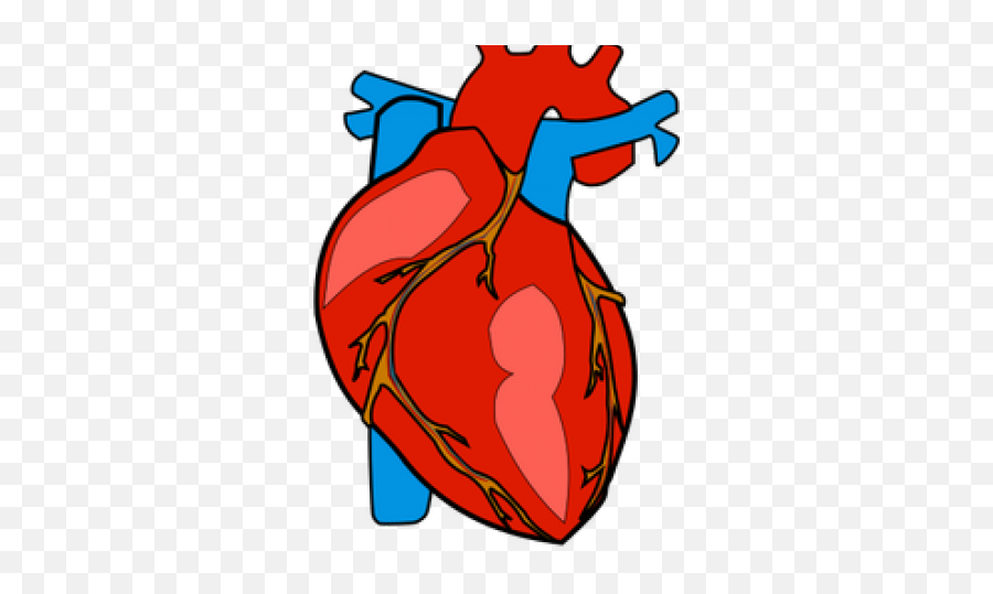 Anatomy Clipart Clip Art - Clipart Of Heart Png,Heart Clipart Transparent