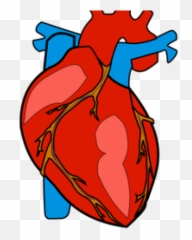 Anatomy Clipart Art - Of Heart png