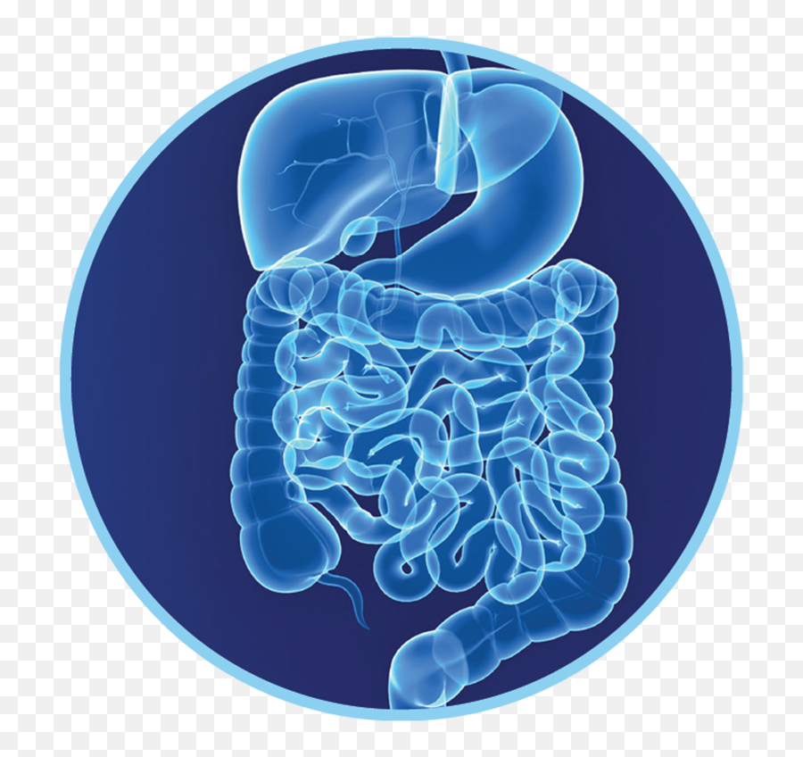 Benefits - Gut Health U2022 Sbedge Supplements Brain Png,Intestine Icon