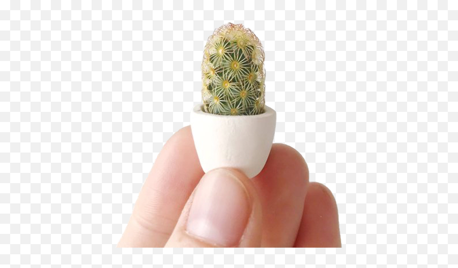 Devon Carlson Design - Tiny Cactus Company Ecommerce Project Mini Cactus Png,Cacti Png