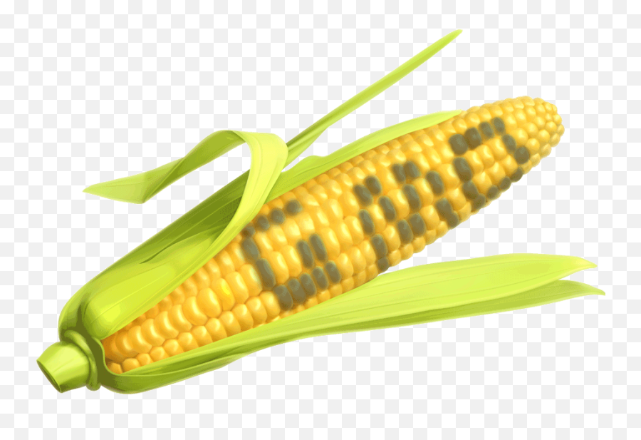 Everything You Wish Didnu0027t Know About Gmos - Food Corn The Says Gmo Png,Corn Transparent Background