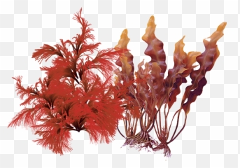 Redbrown Algae U2013 Dermaquest - Red And Brown Algae Png,Algae Png