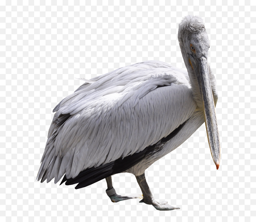 Png Download Image - Pelican,Pelican Png