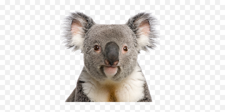 Support Australian Wildlife Koala Aid - Koala Bear Png,Koala Transparent