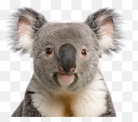 Support Australian Wildlife Koala Aid - Koala Bear Png,Koala Transparent