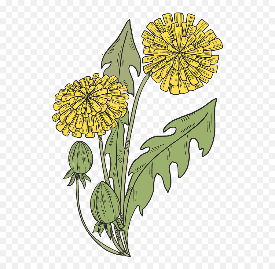 Clipart - Chrysanths Png,Dandelions Png