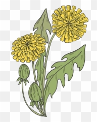 Clipart - Chrysanths Png,Dandelions Png