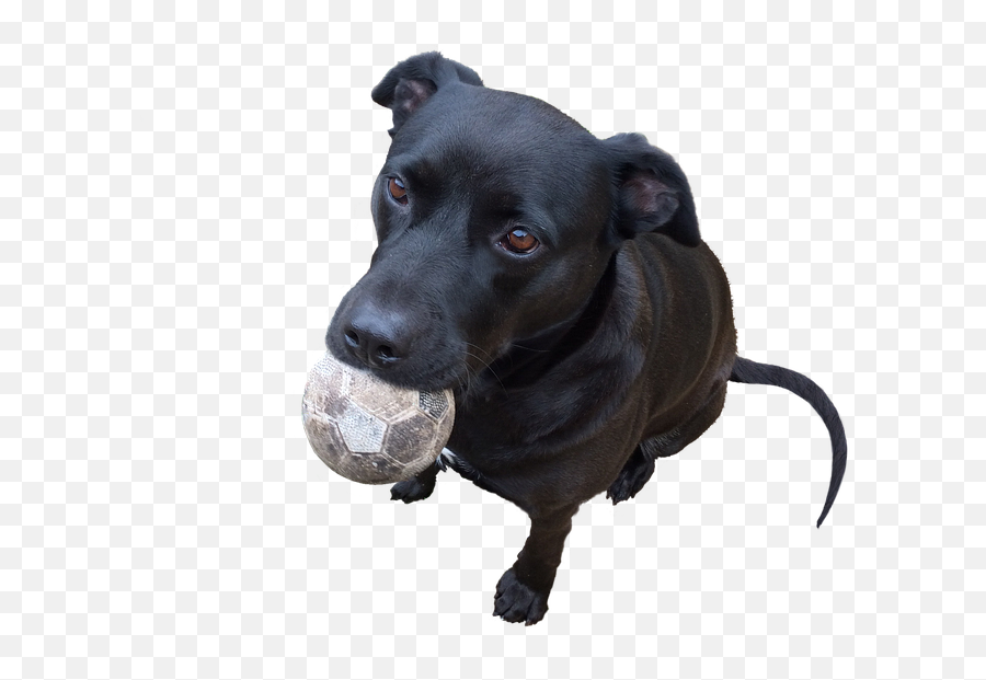 Cute Dog Labrador Pet - Dog Catches Something Png,Doggo Png