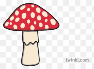 Toadstool Mushroom Fungus Plant Ks1 - Water Bottle Half Full Png,Toadstool Png