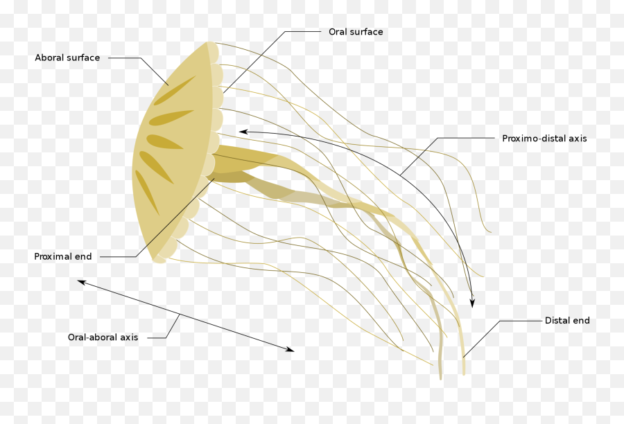 Open - Diagrams Of Jellyfish Full Size Png Download Seekpng Line Art,Jellyfish Png