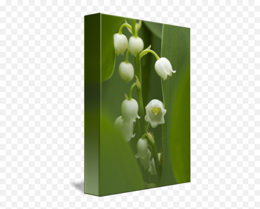 Lily Of The Valley Flowers By Carol Senske - Lily Of The Valley Png,Lily Of The Valley Png