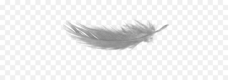 White Feather Download Png No Background - Distant Worlds Ii More Music,Black Feather Png
