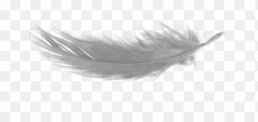 White Feather Download Png No Background - Distant Worlds Ii More Music,Black Feather Png