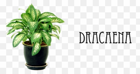 Indoor Plants Transparent Png Clipart - Chinese Evergreen Aglaonema Modestum,Hanging Plants Png