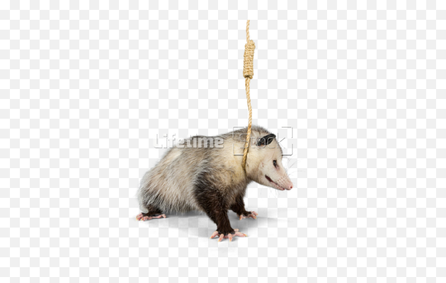 Hanging Noose Around Neck - Animals In A Noose Png,Possum Transparent