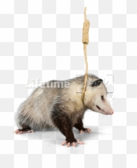 Hanging Noose Around Neck - Animals In A Noose Png,Possum Transparent